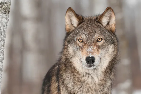 Foto de perfil de wolf